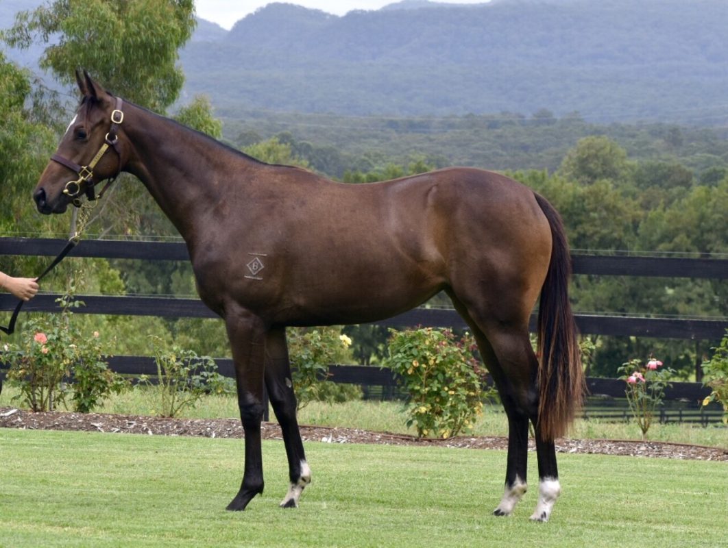 Better Than Ready – Verkko Filly