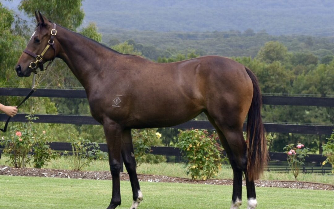 Better Than Ready – Verkko Filly