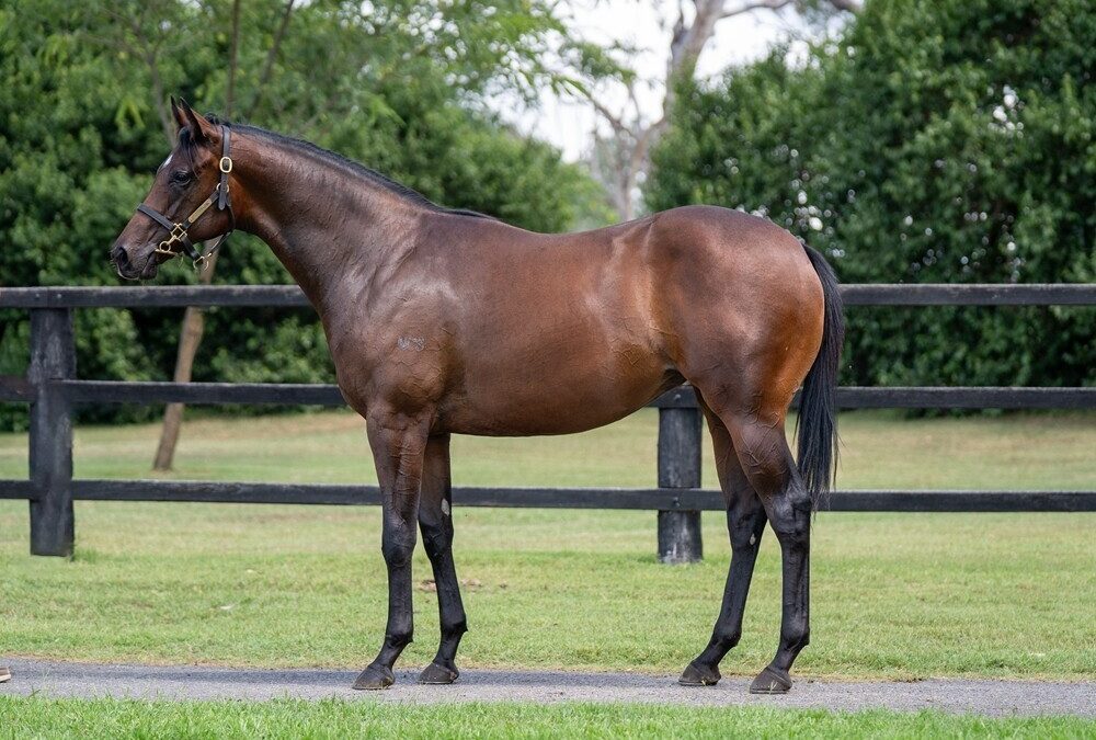Power  – Olena Filly